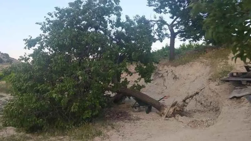 Elazığ’da fırtına ağaçları kökünden söktü