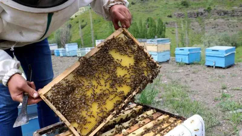 Tescilli Zara Balı’nda rekoltede düşüş bekleniyor