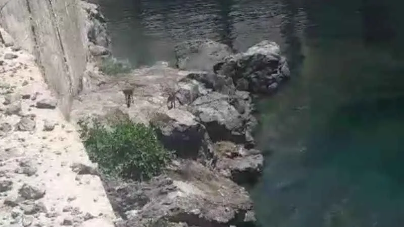 Karakaya Barajı kıyısında mahsur kalan dağ keçileri kurtarıldı
