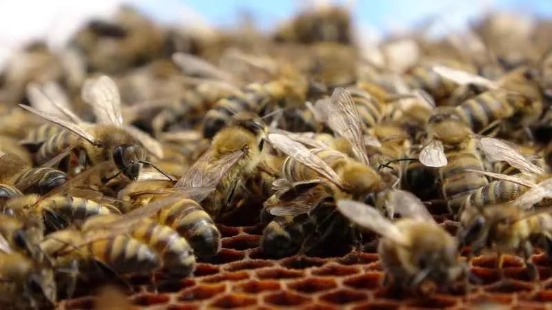 Arıcılar tedirgin: Sağanak yağışlar bal verimini olumsuz etkiliyor