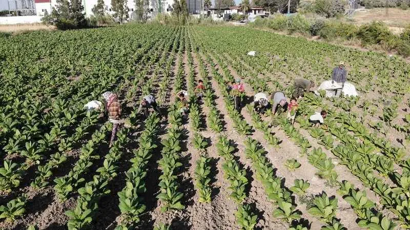 Enkaz kentte tütündeki verimlilik çiftçiyi mutlu etti