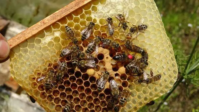 Arıların kraliçesi 200 TL’den satılıyor