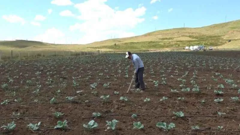 Muş'ta 30 yıl sonra bir ilk: Köylerine dönüp tarıma başladılar