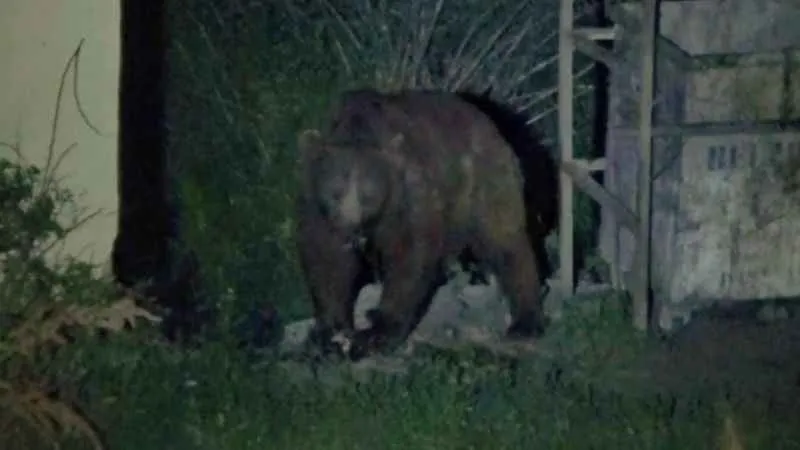 Tunceli'de bozayılar karınlarını doyurmak için ilçe merkezine iniyor