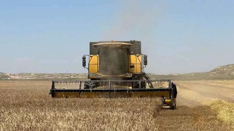 Başkent'te arpa hasadı başladı