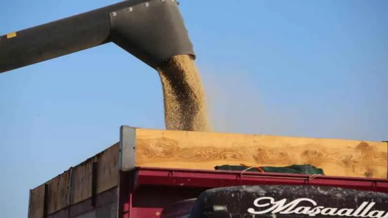 Tahıl ambarı Konya Ovasında arpa hasadı başladı