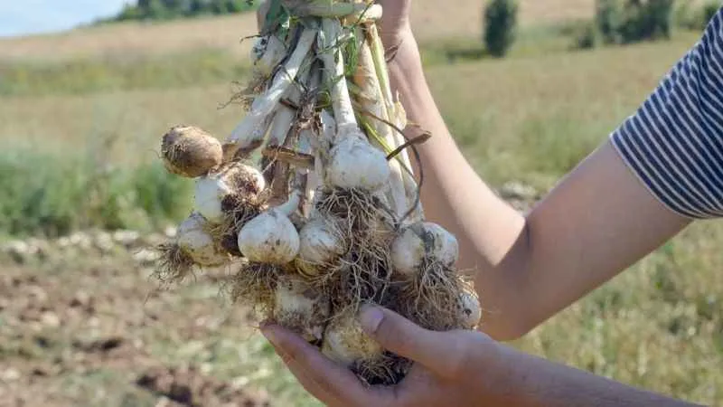 Taşköprü sarımsağında hasat başladı