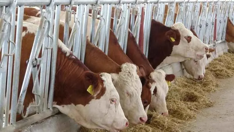 Siirt'te devlet desteğiyle kurulan çiftlikte günde 4 ton süt üretilecek