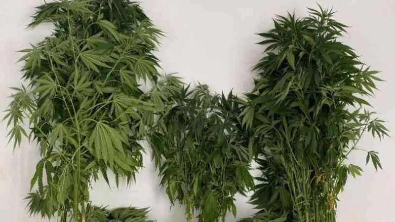 Tekirdağ'da zehir tacirlerine darbe: 7 zanlı gözaltına alındı