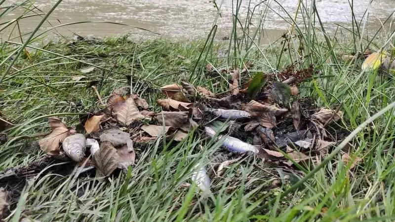 Alibey Barajı'na akan derede korkutan görüntü