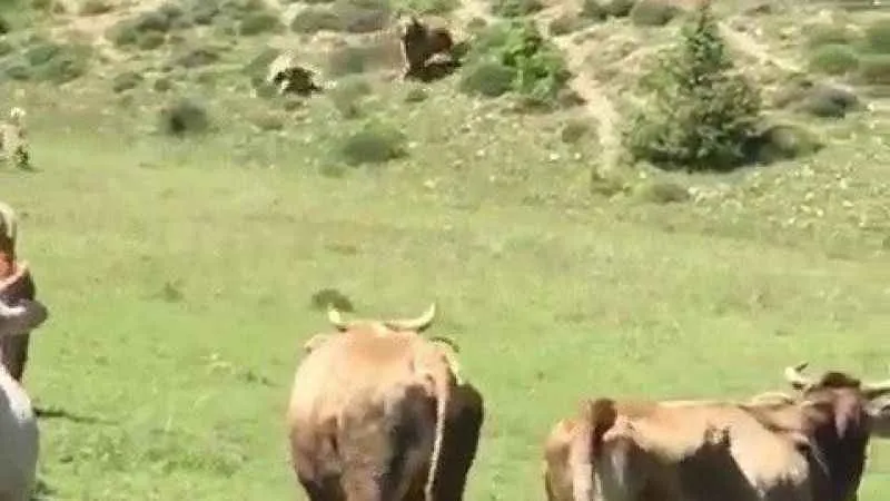 Erzurum'da ayının sürüye saldırısını kangal köpekleri böyle engelledi