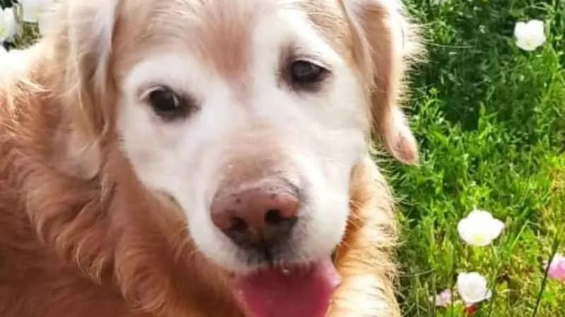 Enkaza dönen kentte kaybolan köpeğini arıyor