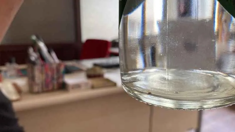 Kapalı içki şişesinin içinde sinek!