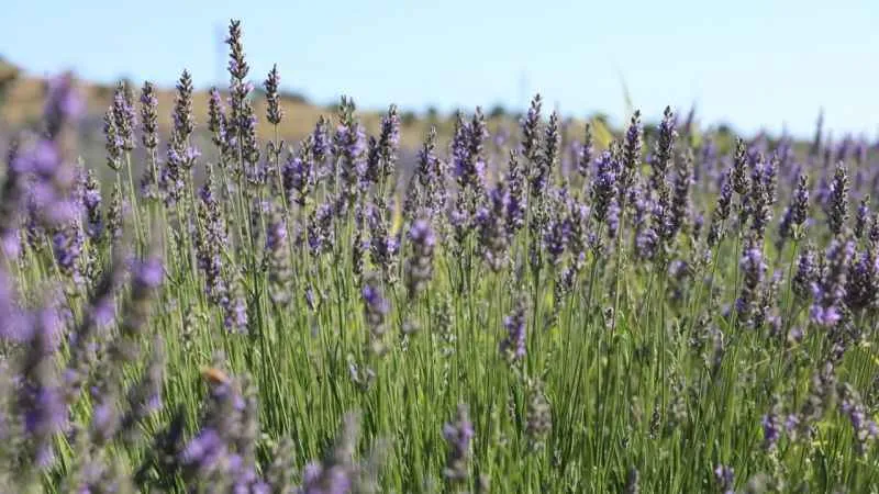Didim’in Lavanta Festivali gün sayıyor