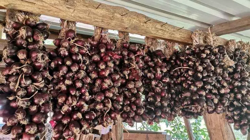 Tescilli mor soğanda hasat zamanı