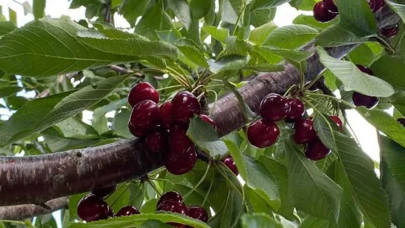 Bilecik'te 'Napolyon' cinsi kirazın hasadına başladı
