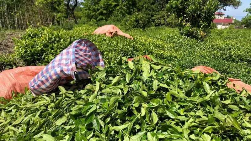 Çay üreticileri artık ÇAYKUR’a ait fabrikalara da çay satabilecek