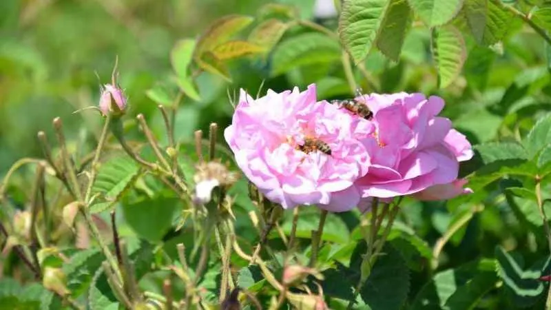 Yağlık gül hasadı başladı