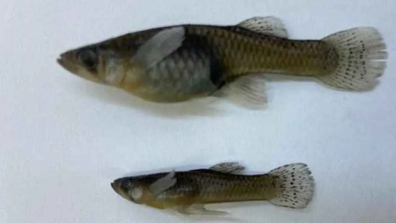 İç sularda istilacı ‘İsrail sazanı’ ve ‘sivrisinek balığı’ kabusu