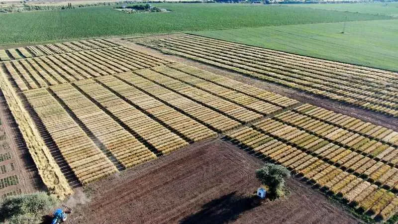 Baklava dilimi değil, dünyayı bekleyen açlık tehdidine çare