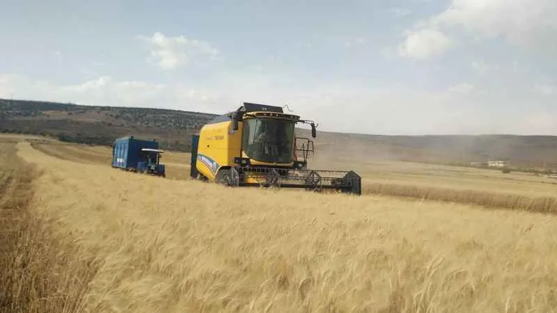 Yavuzeli’nde buğday ve arpa hasadı sürüyor