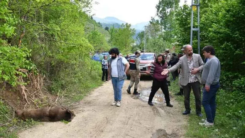 Türkiye’de ayı popülasyonu arttı, tehlike büyüdü