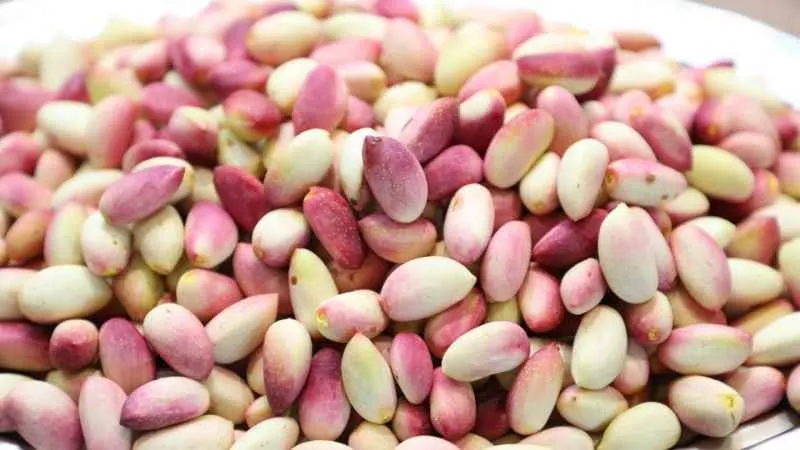 Yılın ilk Antep fıstığına ödül