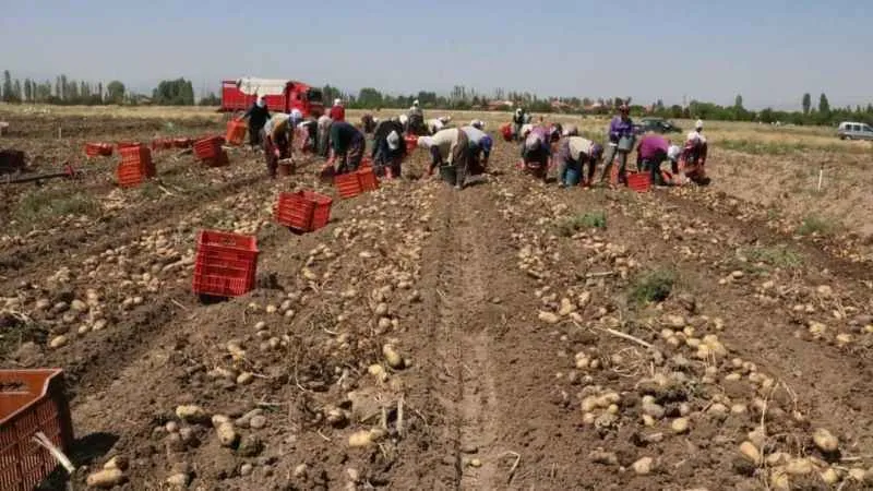 Hasadı başlayan patatesin kilogram fiyatı 9-11 lira arasında satılıyor