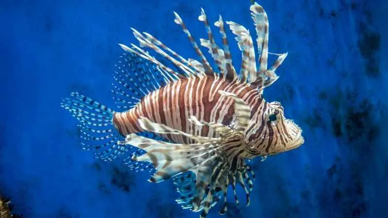 Kızıldeniz'den Akdeniz'e geçen tür sayısı 70 oldu