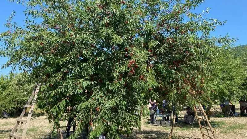 Vişne fiyatı üreticisini sevindirdi
