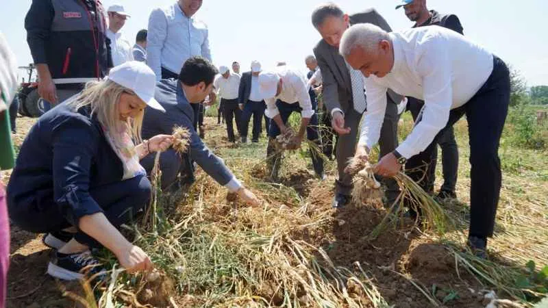 Dünyaca ünlü Taşköprü sarımsağının hasadı devam ediyor