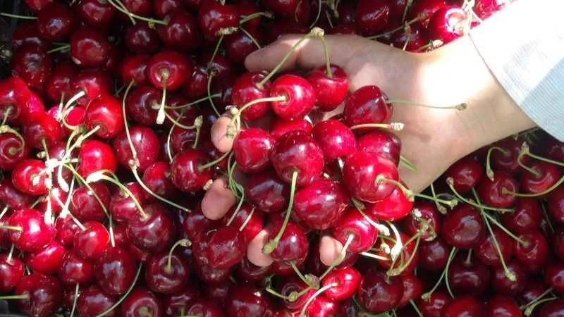 Türkiye’nin en geç kiraz hasadı Ahlat’ta yapılıyor