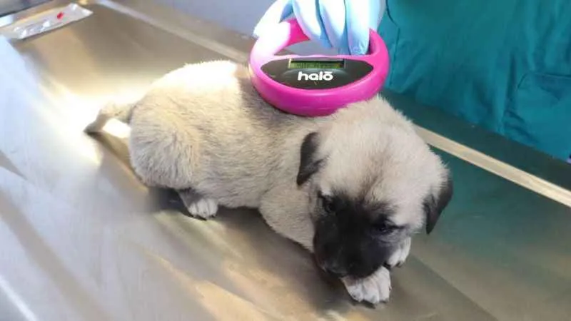 Dünyada nam salan Anadolu aslanı çiple korunuyor