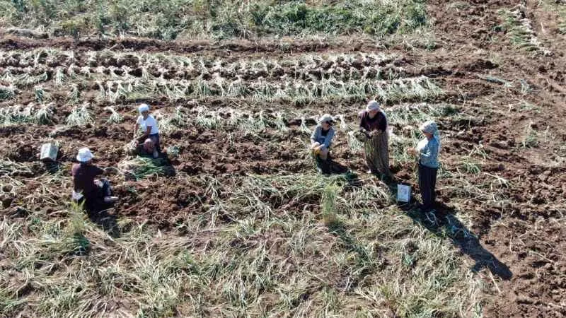 Dijital pazara giren Taşköprü sarımsağı, Türkiye’nin her yerine gönderiliyor