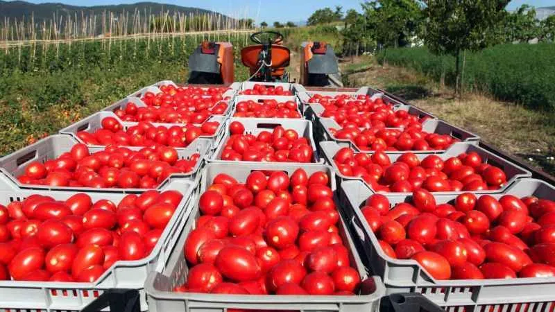 Rusya’ya domates ihracatında kota 500 bin tona çıktı