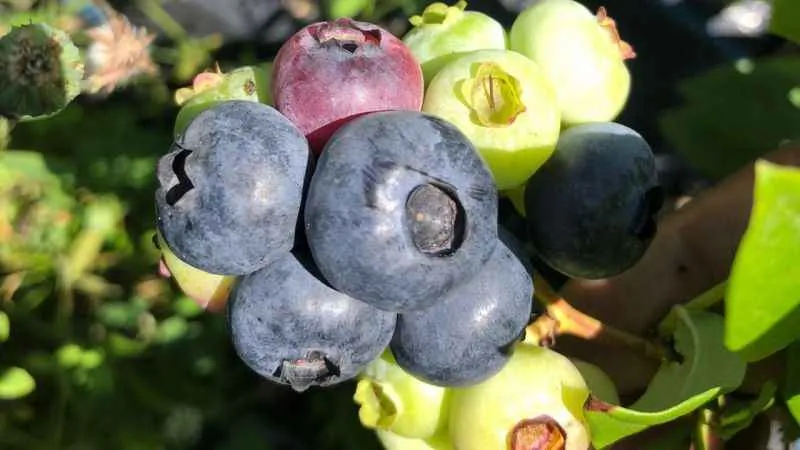 Sinop’ta ilk kez Türkeli’de başlatılmıştı: Yaban mersini yaygınlaşıyor