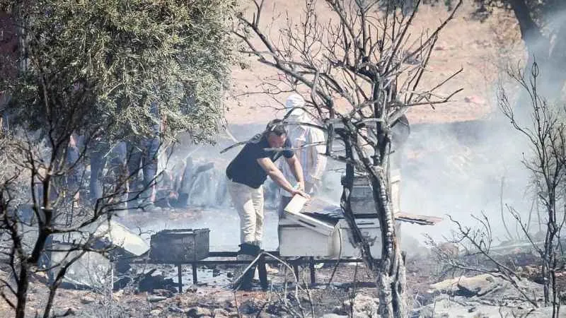 Antalya’da çalılık alanda çıkan yangın kovanları küle çevirdi