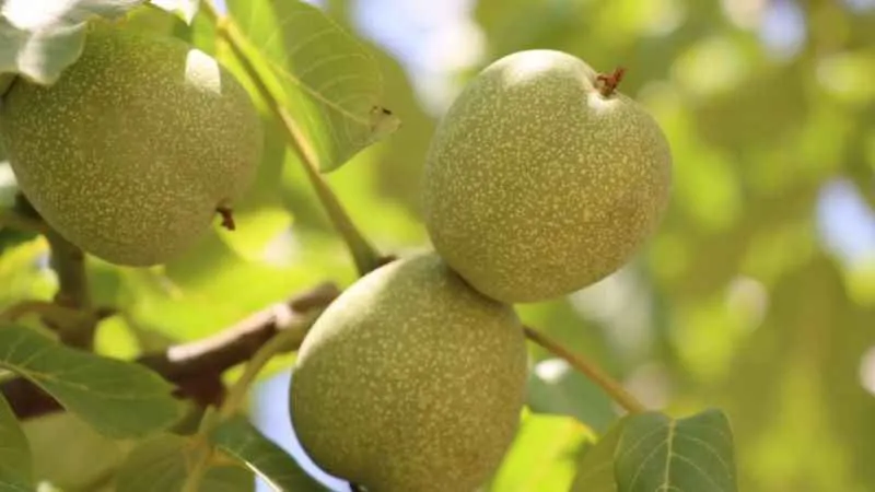Cevizin rekoltesinde kayıp yok