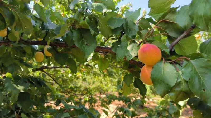 Malatya’da kayısı hasadı sürüyor