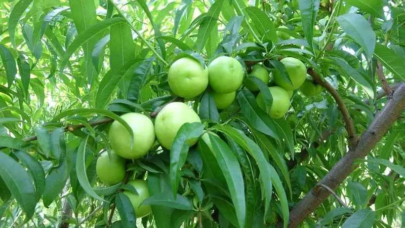 Bayramiç beyazı üreticinin yüzünü güldürdü