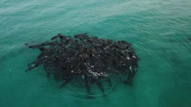 Avusturalya’da 51 pilot balina kıyıya vurdu