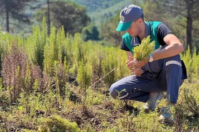 Tıbbi aromatik bitkilerin hasatı başladı