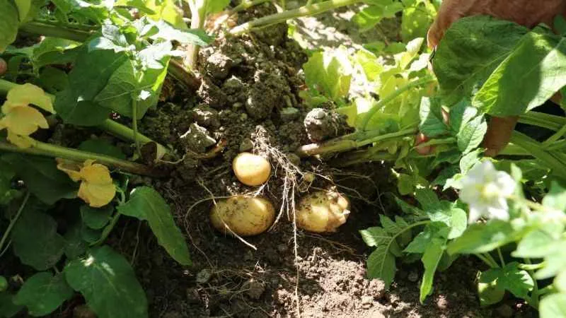 Erzincan’da patates üretimi devlet eliyle yaygınlaşıyor