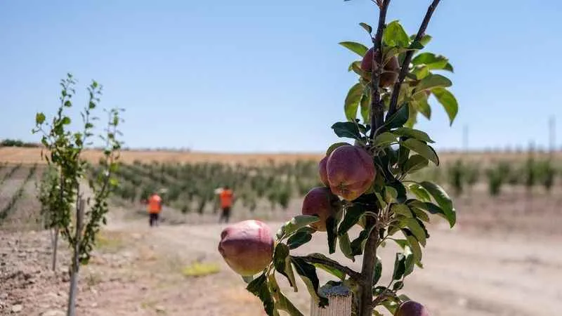 Altındağ'ın meyve ormanlarında hasat vakti