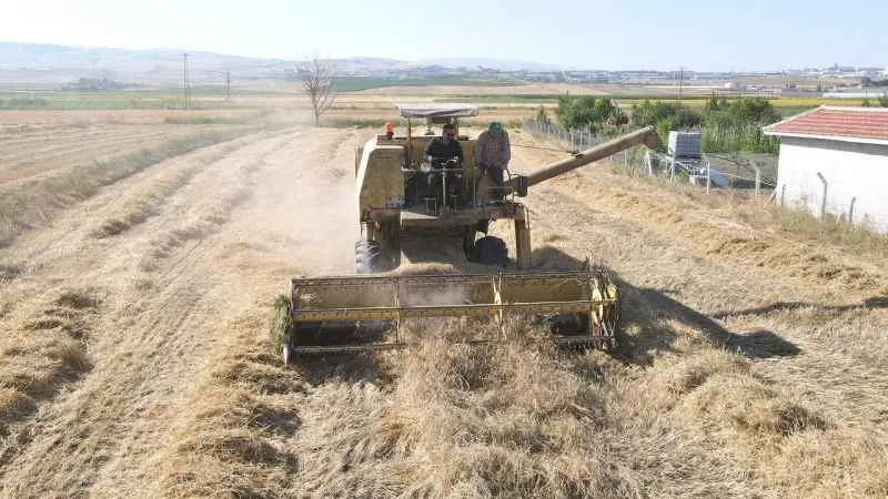 Çorum'da çiftçilere ata tohumu dağıtılacak