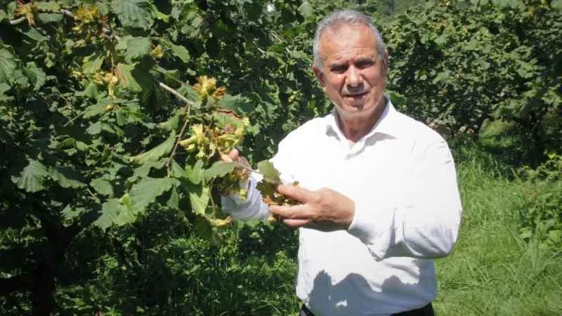 Fındık hasadı öncesi TTB Başkanı Ergan’dan uyarı