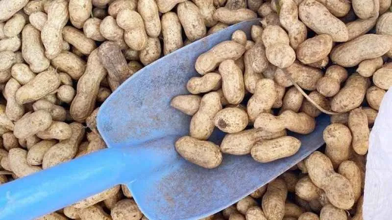 Yılın ilk fıstığı 125 TL’den alıcı buluyor