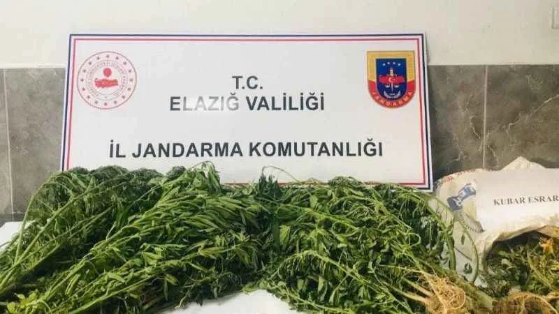 Damla sulama sistemiyle kenevir yetiştiren şüpheli suçüstü yakalandı
