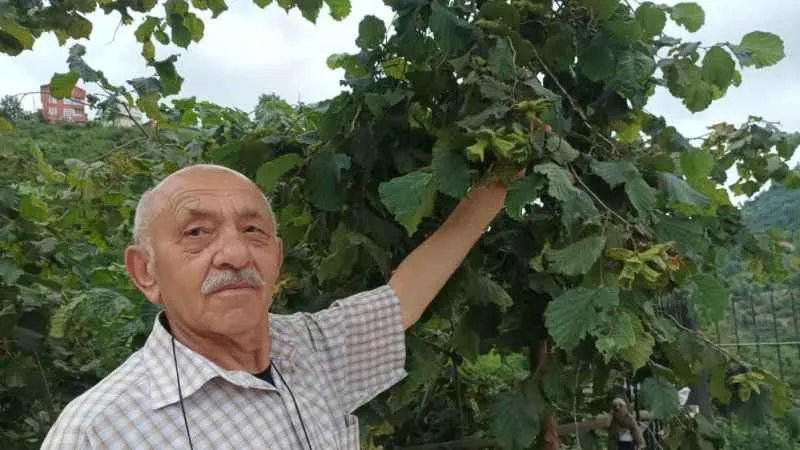Giresun’da üretici fındık hasadı öncesi bahçe altı temizlik çalışmalarına başladı