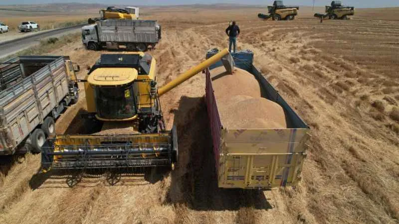 Ankara’nın tahıl ambarında hasat zamanı